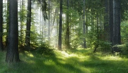 Crédence de cuisine en verre imprimé Forêt des fées Forêt naturelle d& 39 épinettes, les rayons du soleil à travers le brouillard créent une atmosphère mystique