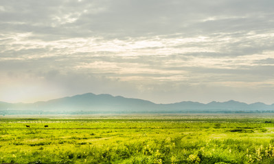 Fototapeta premium grassland, a prairie, a pampas, a pasture.