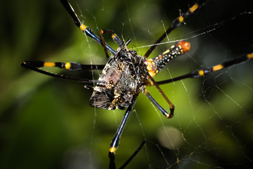 This is a photo of a spider, was taken in XiaMen botanical garden, China.