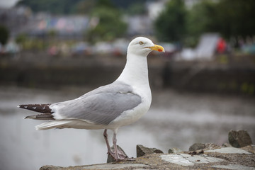 Obraz premium Irland