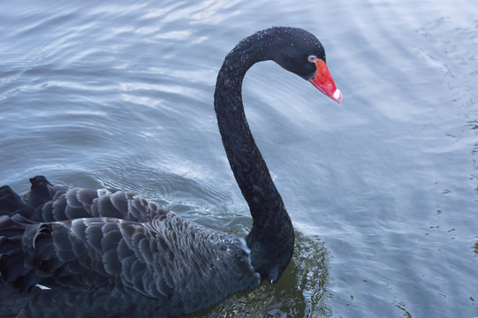A black swan swimming on a pool