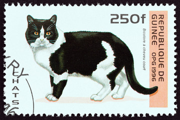 Bicolour shorthair cat