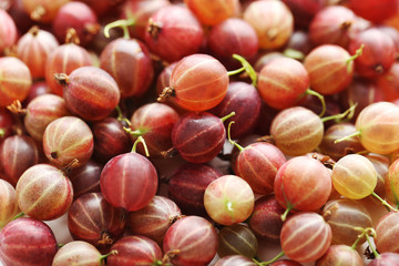Ripe and sweet gooseberries fruit background