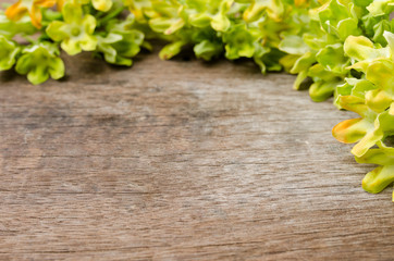 Cowslip creeper on wooden background with space.