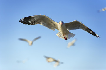 Seagull flying
