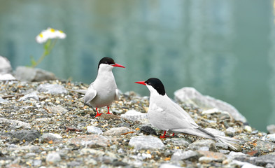 Fototapeta premium Arctic tern (Sterna paradisaea) is seabird of tern family Sternidae