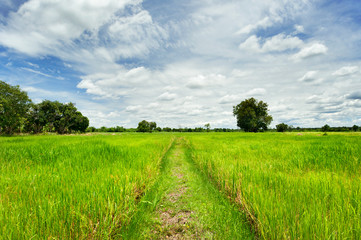 Fototapeta na wymiar rural road and green paddy