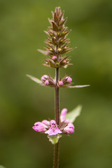 Marsh woundwort (Stachys palustris) flower spike. Inflorescence of erect perennial plant with pink flowers, in the family Lamiaceae