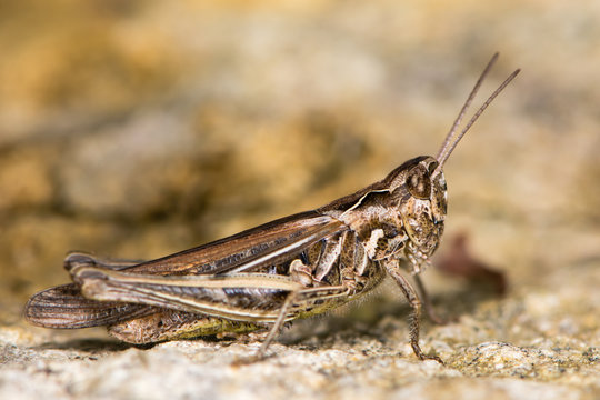Field grasshopper (Chorthippus brunneus) fully-winged form. Macropterous insect in family Acrididae, in profile showing sharply incurved pronotal side-keels