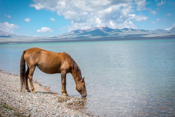 Pferd am Bergsee