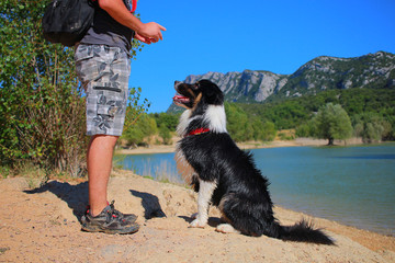 australian shepherd obedient