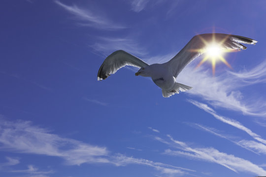 Seagull in the sky with sun background