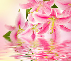 Floral background. Water reflection of beautiful flowers.