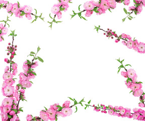 Obraz na płótnie Canvas Frame of spring flowering branches on white background.