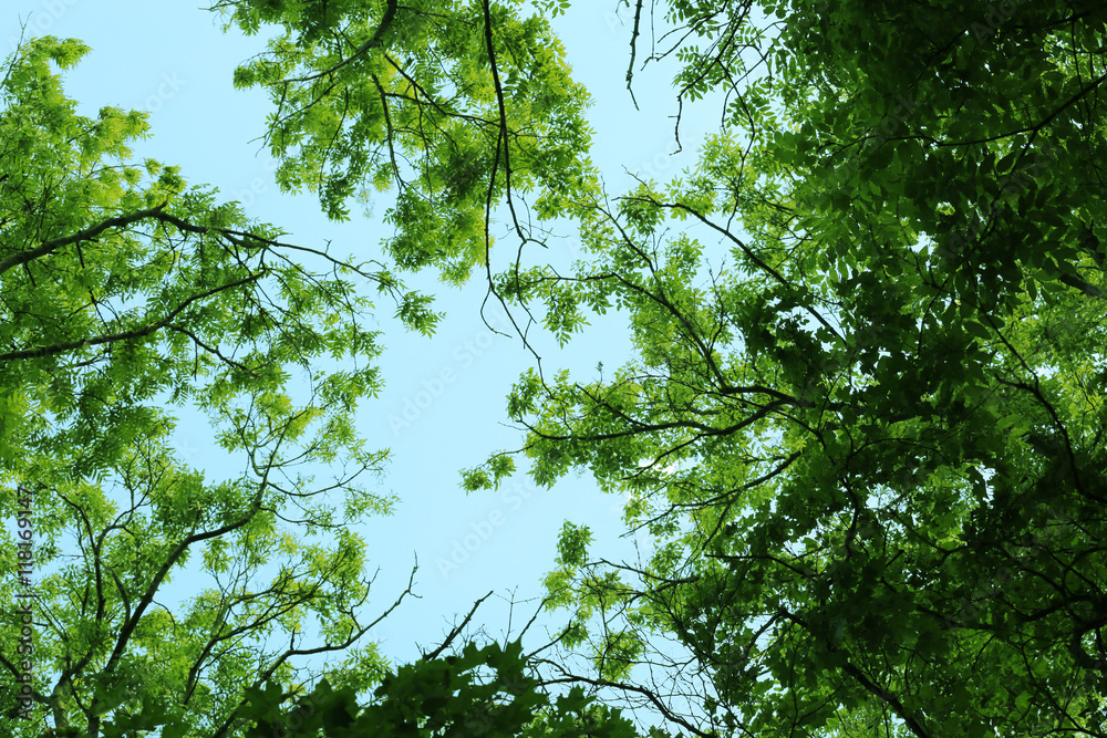 Wall mural Tree leaves and branches on a sky background