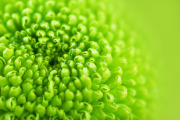 Beautiful green flower, closeup. Nature background