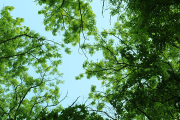 Fototapeta na wymiar Tree leaves and branches on a sky background