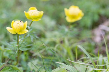 wild yellow peony growing in mountains