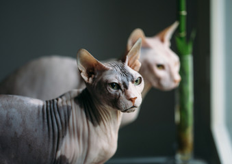 Two cute and pretty hairless Sphynx cats