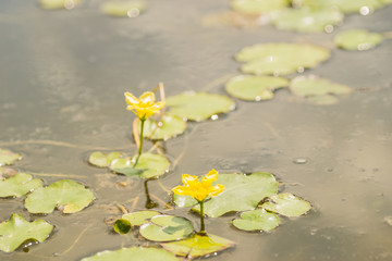 Obraz na płótnie Canvas water lilies