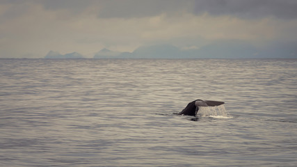 Cachalot plongeant dans les profondeurs de l'océan Arctique