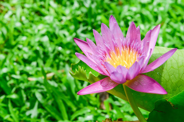 Pink Lotus with green grass background