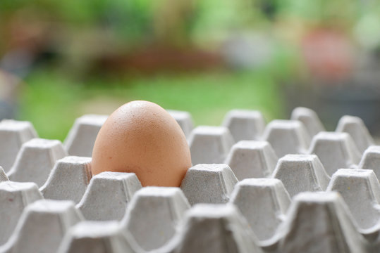 Egg in paper tray