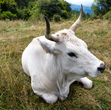 La razza Chianina