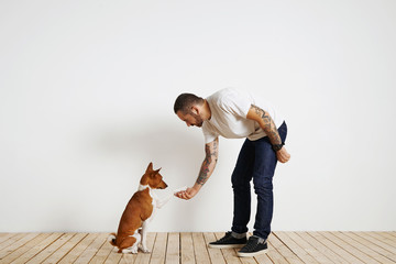 A dog owner wearing plain white t-shirt and dark blue jeans is bending down to shake a paw of his cute basenji dog against white wall and light wooden floor.