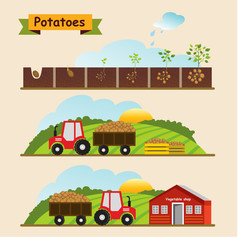 Potato growth cycle of the plant. Collection and delivery of the