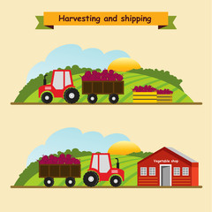 Plakat Beet. Collection and delivery of the crop. Vector illustration.