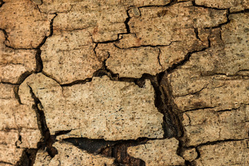 texture of tree bark background