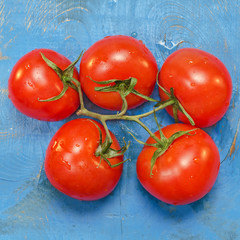 Fresh tomatoes on the branch, blue background