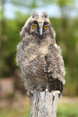 Baby long ered owl Asio otus resting