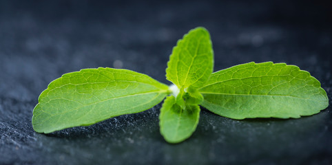 Fototapeta na wymiar Some fresh Stevia leaves (selective focus)