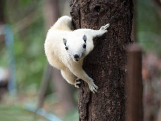 white squirrel on the tree surrounding by green nature