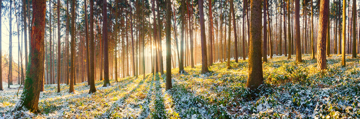 Fototapeta na wymiar sunrise in the winter spruce forest