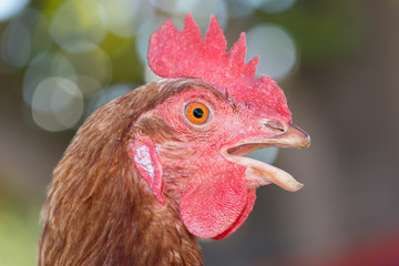 Closeup of a hen