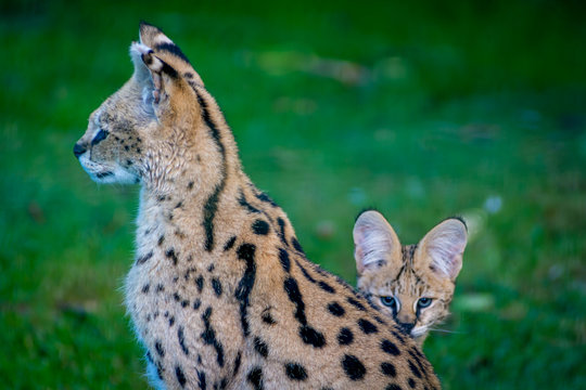 Serval with kitten looking from behind it's mothers back