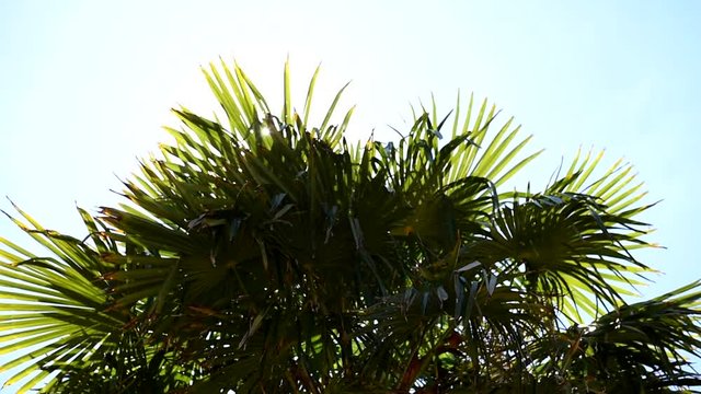 Date palm in the sun. Slide from left to right. Sun shines through leaves. Backlighting. Medium shot.