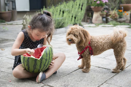 スイカを食べる女の子とそれを見つめる犬 Stock Photo Adobe Stock スイカを食べる女の子とそれを見つめる犬 Stock Photo Adobe Stock