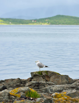 European herring gull (Larus argentatus). Tromso, Norway