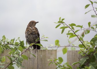 Mistle Thrush (Turdus viscivorus)