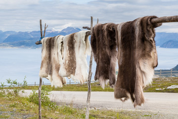 Fototapeta premium Reindeer fur at a souvenir shop