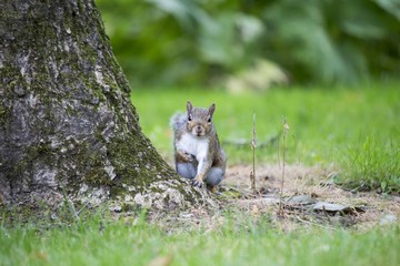 Grey Squirrel (Sciurus carolinensis)