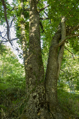 old and ancient chestnut forest in the province of Zamora, Spain