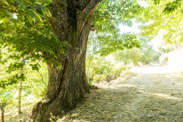 old and ancient chestnut forest in the province of Zamora, Spain