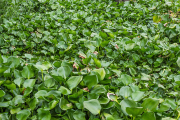 Obraz na płótnie Canvas Water hyacinth leaves in the river