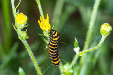 Cinnabar Moth Caterpillar  (Tyria jacobaeae)eating ragwort flowe