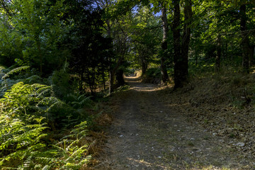 old and ancient chestnut forest in the province of Zamora, Spain